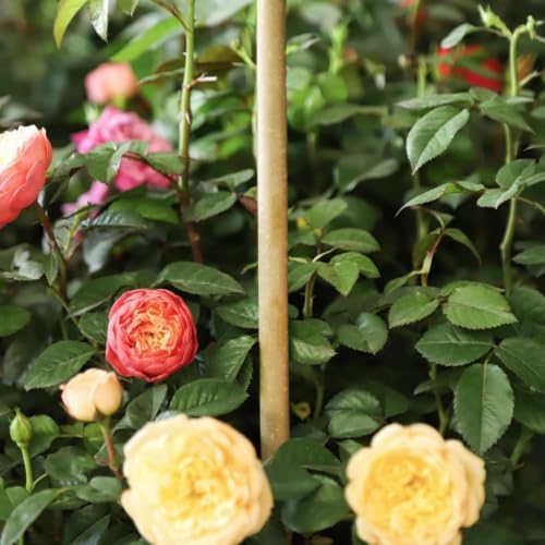Natural Bamboo Plant Stakes (6ft-50pcs) - Image 7