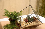 WGV Geometric Planter Terrarium, Width 11.5" Height 12" Clear Glass Black Frame DIY Succulent air Plant Miniature Fairy Garden Windowsill Tabletop Decor, Tilted Cube 1 Piece - Image 5