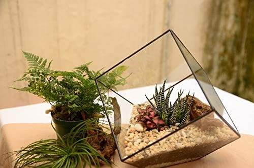 WGV Geometric Planter Terrarium, Width 11.5" Height 12" Clear Glass Black Frame DIY Succulent air Plant Miniature Fairy Garden Windowsill Tabletop Decor, Tilted Cube 1 Piece - Image 5