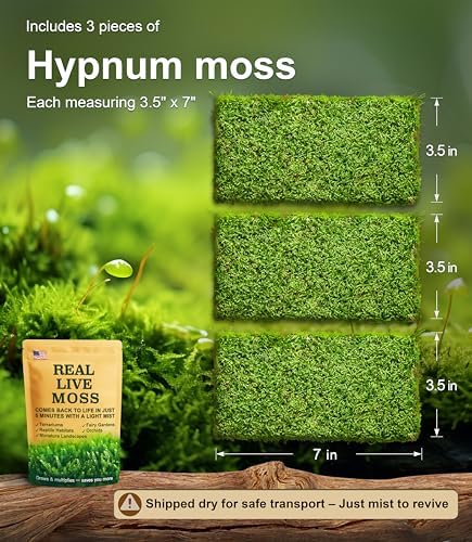 Live Moss – Hypnum Moss (3 Sheets, Each Approx. 3.5"x7") for Terrariums, Fairy Gardens, Bonsai & Natural Plant Decor – Naturally Grown, Reusable, Not Artificial - Image 2