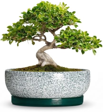 Bonsai Pots Ceramic, 10 Inch Succulent Pots with Tray, Texture Green by Unknown