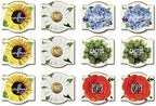 Buzzy Seeds Daydream Grow Kit 12-Pack, Terracotta Pots, Assorted Flowers - Image 2
