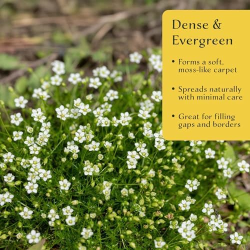 12 Irish Moss – Soft Evergreen Mossy Groundcover with White Spring Flowers for Rock Gardens & Pathways (Sagina subulata) in 2.5″ Cubes, Live Plants - Image 3