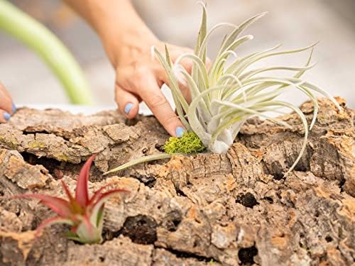 Medium Natural Cork Bark DIY Kit with Mini Xerographica Air Plants, Glue and Hook - Live Tillandsia Succulent House Plant - Wholesale and Bulk - Home and Garden Decor - Easy Care Indoor Outdoor Plants - Image 5