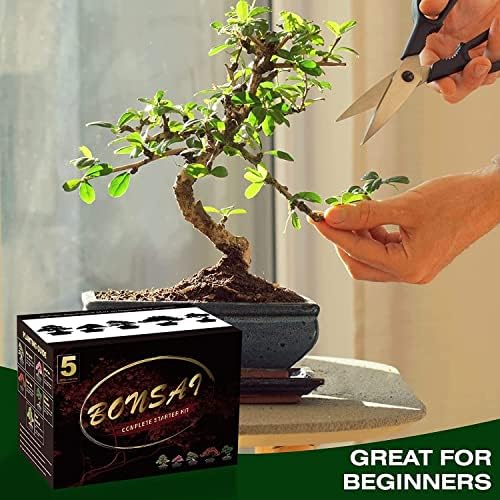 Meekear Bonsai Tree Kit with Complete Plant Growing Tools, Grow in Pot Indoor Bonsai Tree Starter Kit, Home Gardening DIY Gift for Adult - Image 6