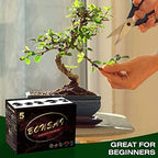 Meekear Bonsai Tree Kit with Complete Plant Growing Tools, Grow in Pot Indoor Bonsai Tree Starter Kit, Home Gardening DIY Gift for Adult - Image 6