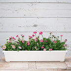 Root & Vessel 16362 Countryside Flower Box Planter, 36-Inch, White. - Image 3