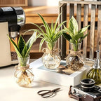 10 Pack Glass Plant Propagation Stations, Plant Terrarium Bulb Glass Propagation Vases with Hemp Rope, Clear Hydroponics Jars Gardening Gifts for Home Office Desk Decoration - Image 6