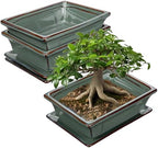 Villa Como Set of 2 Bonsai Pots with Drainage Tray, 7.5" Green Glazed by VillaComo