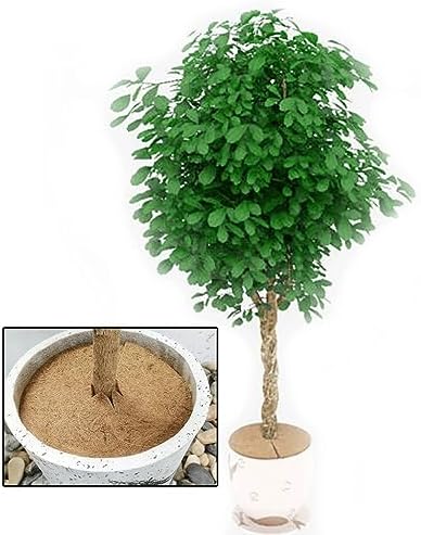 Coconut Mulch Mats, Coconut Fiber Tree Mulch Mat Round Cover Multiple Sizes Pack of 10 for Flowers and Plants(25cm) - Image 7