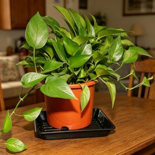 4 Pack 14" Square Plant Saucer No Holes, Sturdy Plastic Water Tray for Indoors Outdoor Garden, Black - Image 5