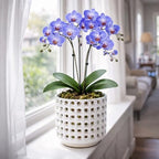 D'vine Dev Orchid Pot, Clear Pot & Saucer, Smoked White, 6.7 in, 28-A-Y-1 - Image 3