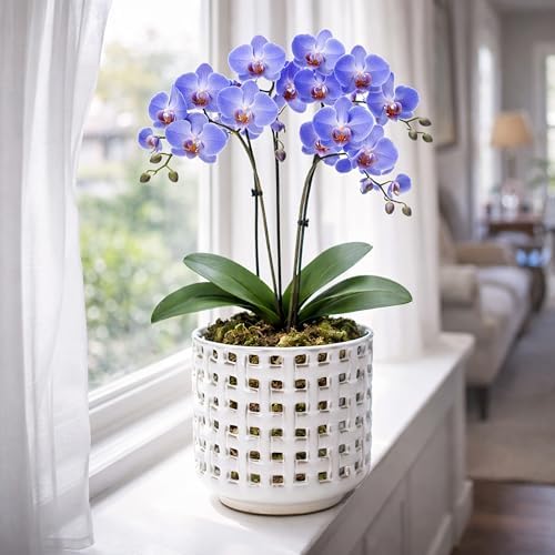 D'vine Dev Orchid Pot, Clear Pot & Saucer, Smoked White, 6.7 in, 28-A-Y-1 - Image 3
