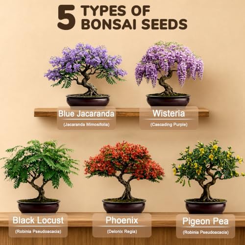 Bonsai Tree Kit - Bonsai Starter Kit with 5 Unique Japanese Bonsai Seeds - Image 2