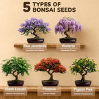 Bonsai Tree Kit - Bonsai Starter Kit with 5 Unique Japanese Bonsai Seeds - Image 2