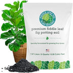Fiddle Leaf Fig Propagation Bundle - Image 3