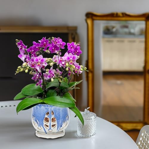 W&W Orchid Pot with Holes and Saucer for Repotting and Better Grow, Blue and White, 6.5 Inches - Image 7