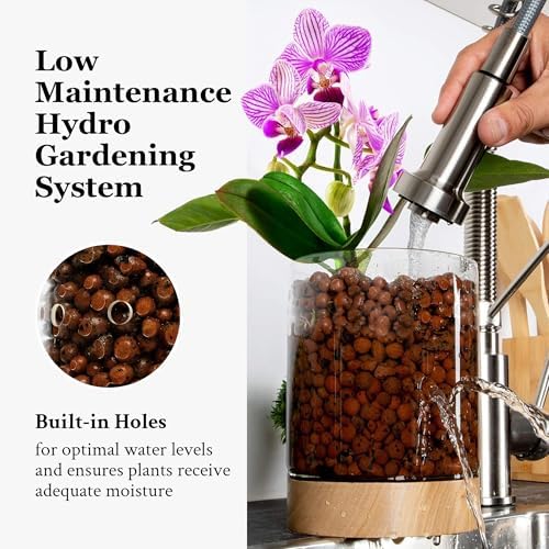 Pot & Pebble C3 Glass Orchid Pot, Wood Base - LECA Semi-Hydroponic Planter - Image 4