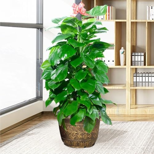 Large Flower Pot Thickened Plant Pot with Drainage Hole Retro Resin Lotus Planter for Indoor Outdoor Plants Home Gardening Flower Pots No Drainage Hole L - Image 2