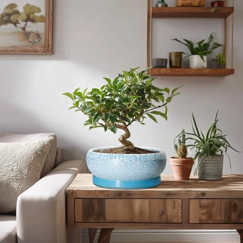 Succulent Pots 8 Inch - Ceramic Bonsai Pots with Drainage Hole and Saucer, Succulent Planters for Indoor Plants Outdoor, Round Shallow Planter Bowl, Porch Decor, Gardening Gifts, Blue - Image 7