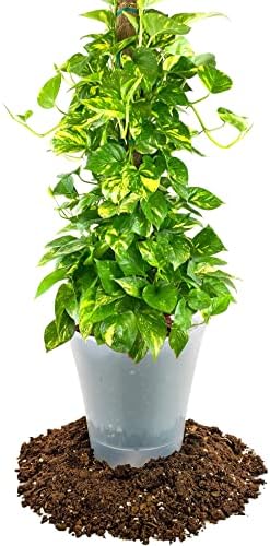 GARDENERA Premium Pothos Potting Soil Mix - Air Cleaning Plant Potting Mix, Soil Mix for Pothos, Parlor Palm, Peace Lily - (2 Quart Bag) - Image 2