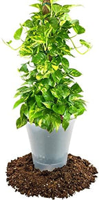 GARDENERA Premium Pothos Potting Soil Mix - Air Cleaning Plant Potting Mix, Soil Mix for Pothos, Parlor Palm, Peace Lily - (2 Quart Bag) - Image 2
