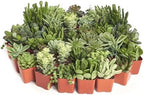 Shop Succulents Verde Succulent Plant Pack Bulk Collection - Live Mini Succulent Plants, Low Maintenance, Mix of Green Succulents & Textures - Wedding and Party Favors, Gift & Garden, Pack of 32 - Image 3