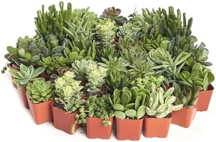 Shop Succulents Verde Succulent Plant Pack Bulk Collection - Live Mini Succulent Plants, Low Maintenance, Mix of Green Succulents & Textures - Wedding and Party Favors, Gift & Garden, Pack of 32 - Image 3
