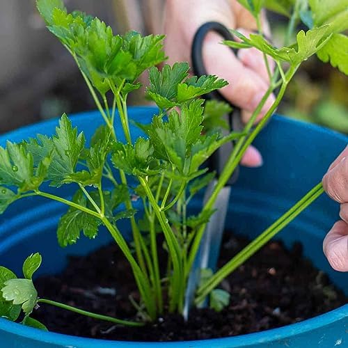 GARDENERA Parsley Plant Potting Soil [20 Quarts] Enhance Flavor and Health with Professional Grade Nutrient-Rich Mix - Image 2