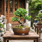 Bonsai Planter, 13 Inch Ceramic Succulent Pots, Speckle Brown - Image 7