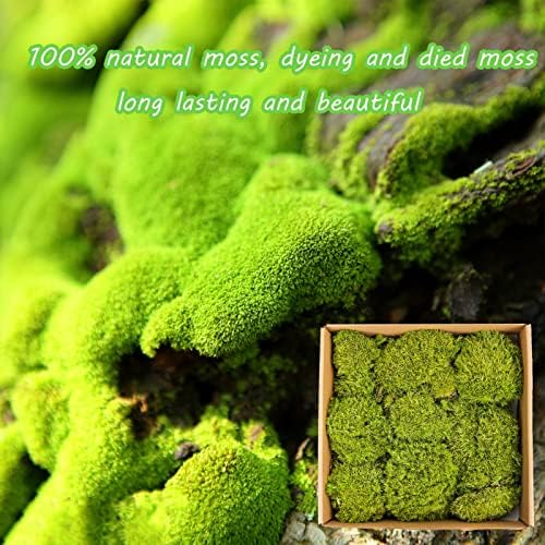 1.5 Sq. Ft. Preserved Moss Pole Decorative Moss for Crafts, Art, Wall Decor,Yellow Green Moss - Image 3