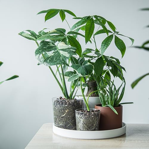 Phoenix Vine 14 Inch Plastic Plant Saucer Water Drip Tray, Heavy Sturdy Round Plant Drainage Tray for Indoors Outdoor, Set of 2, Matte White, 21-TY-14W-2 - Image 3