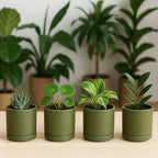 D'vine Dev 4-Pack Ceramic Pots with Saucers, Olive, 3.5 in, 94-X-A-0 - Image 3
