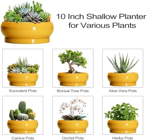 Succulent Pots 10 Inch - Ceramic Bonsai Pots with Drainage Hole and Tray, Shallow Plant Pot Indoor Outdoor, Modern Bonsai Tree Pot, Round Planter Bowl, Home Decor, Housewarming Gift, Yellow - Image 7
