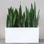 Brisbane Rectangle Fiberglass Planter Box (L:30" x W:10" x H:10", Matte White) - Image 3