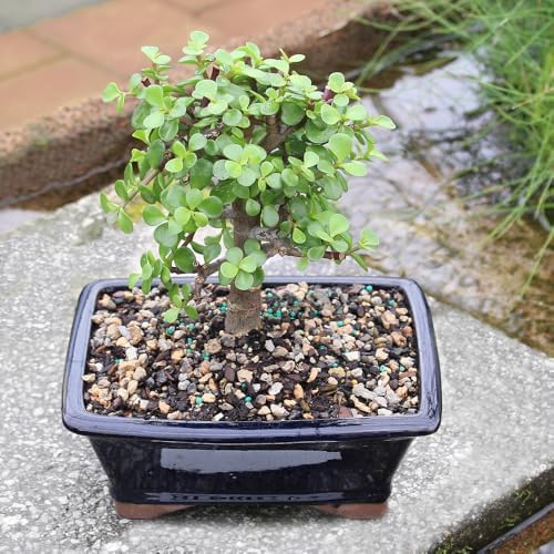 Brussel's Bonsai - Medium Jade Live Bonsai Tree, Potted Indoor Plant - Image 6