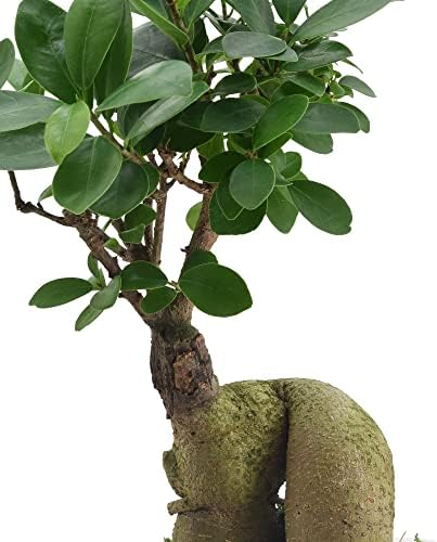 Arcadia Garden Products LV60 Ginseng Ficus Bonsai Live Indoor Plant in Carolina Square Ceramic Planter for Home, Work, or Gift, White *Cannot Ship to California* - Image 3