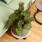 6 Packs 13 Inches Large Plant Caddy Plant Saucers on Wheels Rolling Plant Stands Heavy-Duty Plant Dolly Plastic Planter Roller Base Pot Movers Outdoor Plant Tray Coaster - Image 7