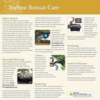 Brussel's Bonsai - Medium Ficus Live Bonsai Tree, Potted Indoor Plant - Image 6
