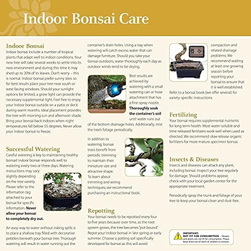 Brussel's Bonsai - Medium Ficus Live Bonsai Tree, Potted Indoor Plant - Image 6
