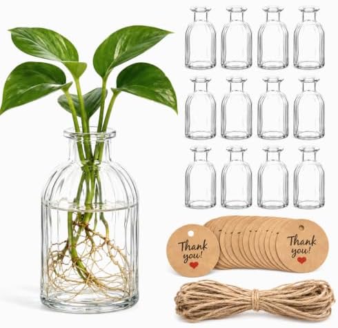 12 Pack Glass Plant Propagation Station Vases Small Jars Gifts by Singhoow