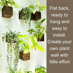 LaLaGreen Planter Boxes for Indoor Plant (4x4, 6 Pack) Wooden Wall Planters - Image 5