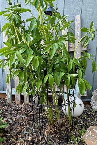 Peony Supports for Outdoor Plants,18.5 x 22.9in Dahlia Stakes - Image 3