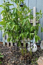 Peony Supports for Outdoor Plants,18.5 x 22.9in Dahlia Stakes - Image 3