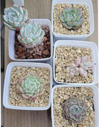 45lb Maifanitum Stones for Succulent Cactus Bonsai Decorative Rocks-Indoor Plants Soil Covers,Horticultural Gravel, Potting Pebbles for Terrarium, Fairy Gardening, Top Dressing - Image 3