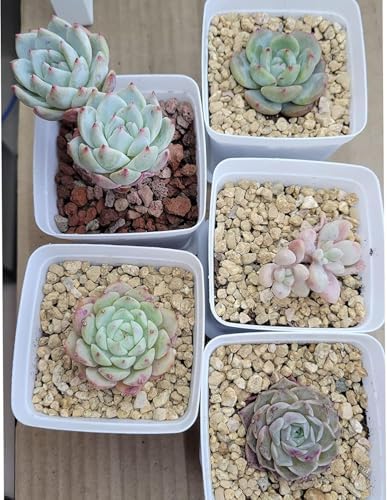 45lb Maifanitum Stones for Succulent Cactus Bonsai Decorative Rocks-Indoor Plants Soil Covers,Horticultural Gravel, Potting Pebbles for Terrarium, Fairy Gardening, Top Dressing - Image 3