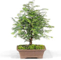Brussel's Bonsai - Medium Live Bonsai Tree by BrusselsBonsai