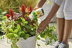 Miracle-Gro Shake 'N Feed Rose & Bloom Plant Food, 4.5 lb - Image 6