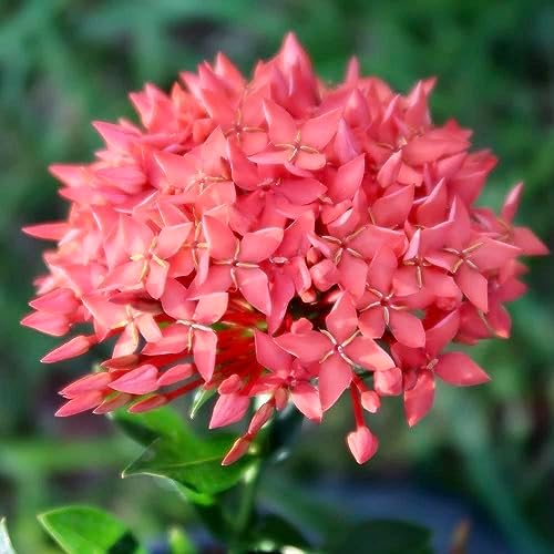 Gardenera Ixora Plant Potting Soil - All-Natural Blend for Thriving Ixora Plants - Boosts Root Health and Vibrant Blossoms - 10 Quart - Image 3