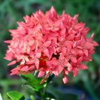 Gardenera Ixora Plant Potting Soil - All-Natural Blend for Thriving Ixora Plants - Boosts Root Health and Vibrant Blossoms - 10 Quart - Image 3
